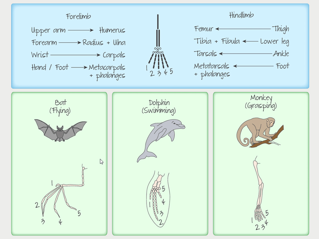 Page from a digital textbook showing the medical names for limb bones and diagrams of limb structure in a bat, dolphin and monkey